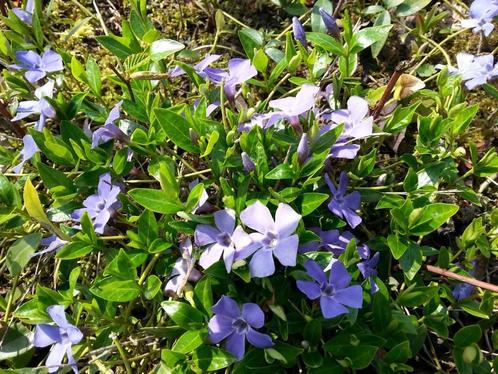 Paarse maagdenpalm, vinca minor, Tuin en Terras, Planten | Tuinplanten, Ophalen