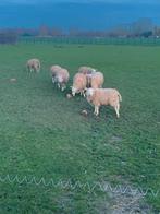 Bokken tekoop, Dieren en Toebehoren