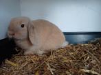 Minilopje voedster., Dieren en Toebehoren, Konijnen