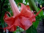 Brugmansia bergkoningin, Enlèvement ou Envoi