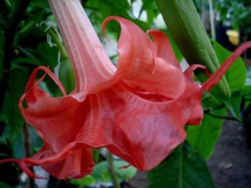 Brugmansia bergkoningin beschikbaar voor biedingen