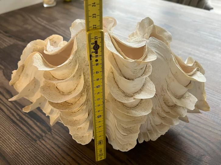 Doopvontschelp Tridacna gigas, Verzamelen, Mineralen en Fossielen, Schelp(en), Ophalen of Verzenden