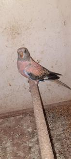 Bourkes opaline, Dieren en Toebehoren, Geringd