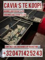 Diverse cavia’s te koop!, Dieren en Toebehoren, Knaagdieren, Cavia, Januari, Meerdere dieren, Tam