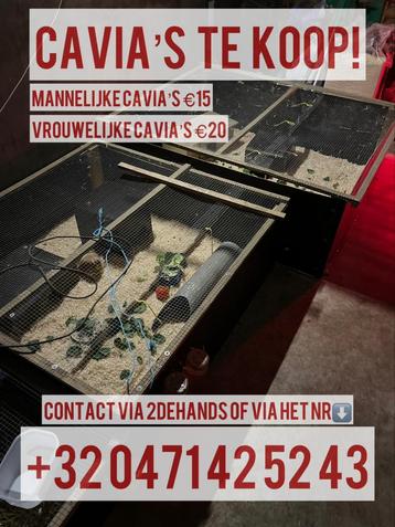 Diverse cavia’s te koop! beschikbaar voor biedingen