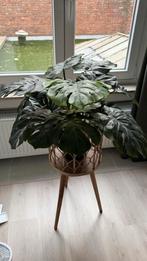 Valse Monstera + houten staander, Huis en Inrichting, Ophalen