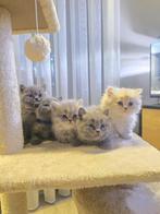 Brits Korthaar & Langhaar Kittens – PureLiefde op Pootjs, Dieren en Toebehoren, Meerdere dieren, Gechipt, 0 tot 2 jaar