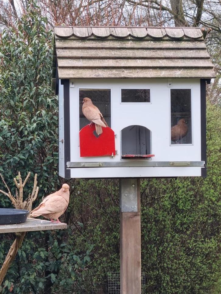 Belgische Tuimelaars duiven,, Dieren en Toebehoren, Vogels | Duiven