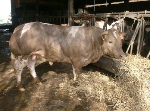 verschillende springstieren stier dekstier stieren, Dieren en Toebehoren, Runderen, Mannelijk, 0 tot 2 jaar