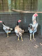 Trio shamo,s 10 maandej oud, Dieren en Toebehoren, Pluimvee