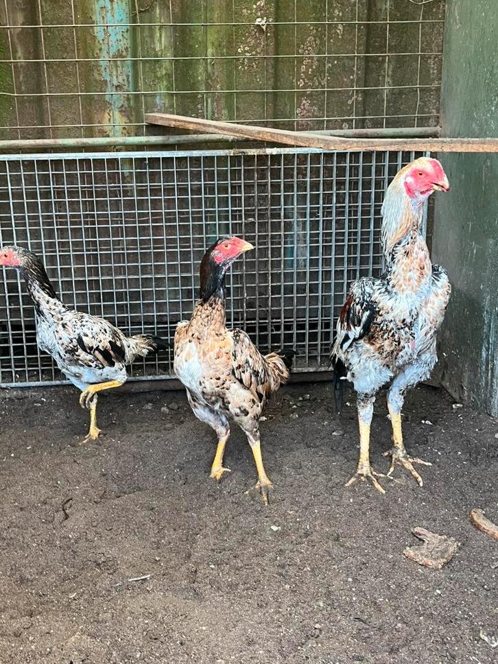 Trio shamo,s 10 maandej oud, Dieren en Toebehoren, Pluimvee