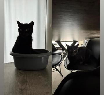 2 lieve, zwarte katten