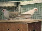 diamantduifjes, Dieren en Toebehoren