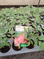 tomaten planten, Tuin en Terras, Ophalen