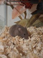 Russisch dwerghamstertje te koop, Dieren en Toebehoren, Knaagdieren, Hamster, Vrouwelijk, Tam, Oktober