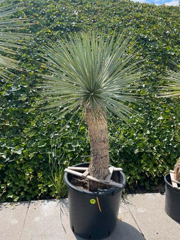 Yucca Rostrata (2) beschikbaar voor biedingen