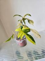Philodendron Florida beauty variegated, Ophalen of Verzenden