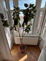 Ficus robusta 2m+, Ophalen, Ficus, Halfschaduw, In pot