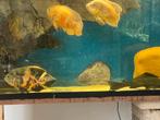 Kweek koppel pauwoog lemon en albino 35 cm