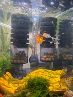 Kleine guppys, Tuin en Terras, Ophalen