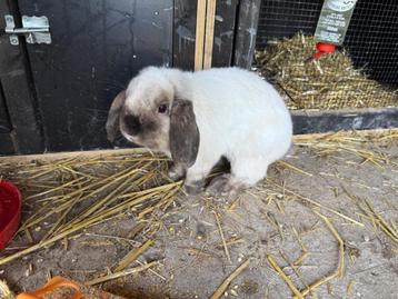 Lapins nains beschikbaar voor biedingen
