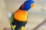 Roodnek Lori, Dieren en Toebehoren, Vogels | Parkieten en Papegaaien, Mannelijk, Papegaai, Geringd