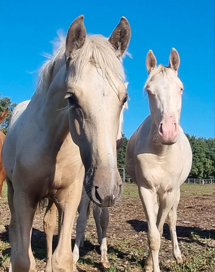 Apaprt bewegende palomino PRE Andalusier hengstveulen, Dieren en Toebehoren, Paarden