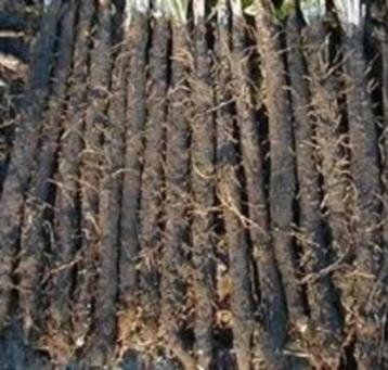 SCHORSENEREN EIGEN TUIN beschikbaar voor biedingen