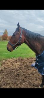 Lief weidemaatje te koop, Dieren en Toebehoren, Paarden, Ruin, Niet van toepassing, Ontwormd, 7 tot 10 jaar