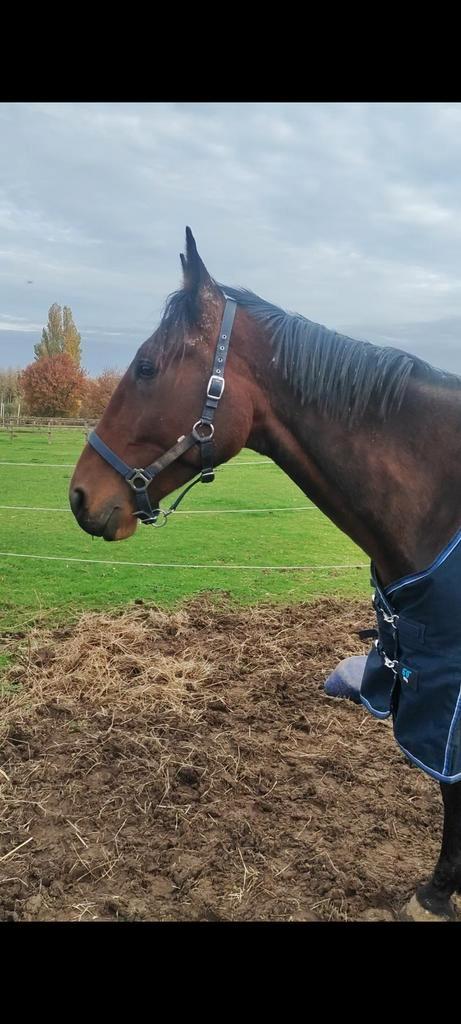 Lief weidemaatje te koop, Dieren en Toebehoren, Paarden, Ruin, Niet van toepassing, 160 tot 165 cm, 7 tot 10 jaar, Ontwormd, Ingeënt