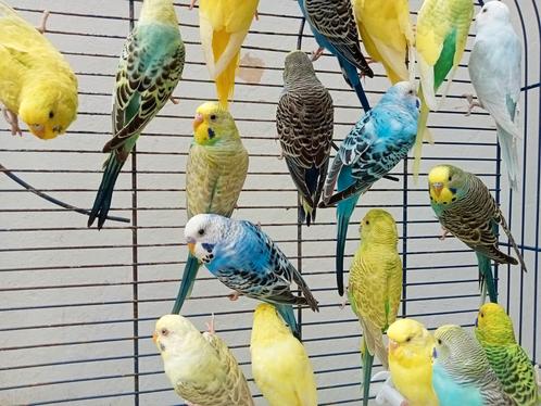 Zeer mooie parkieten te koop, Dieren en Toebehoren, Vogels | Parkieten en Papegaaien, Parkiet, Meerdere dieren