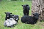 GEZOCHT: 2-3 Ouessant ooilammetjes of jaarling, Animaux & Accessoires, Moutons, Chèvres & Cochons, Femelle, Mouton, 0 à 2 ans