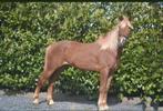 E pony te koop, Dieren en Toebehoren, Paarden, Ruin, Zadelmak