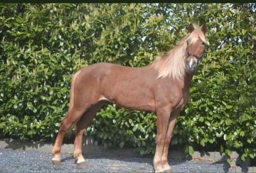 E pony te koop, Dieren en Toebehoren, Paarden, Ruin, Zadelmak