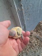 Jonge baby fischeries, Dieren en Toebehoren, Vogels | Parkieten en Papegaaien, Geslacht onbekend, Dwergpapegaai of Agapornis, Geringd