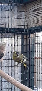 Europese Sijs man, Dieren en Toebehoren, Mannelijk, Geringd