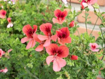  Angel Eyes Orange (Geur)pelargonium beschikbaar voor biedingen