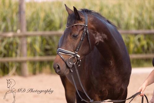 Merrie te koop, Dieren en Toebehoren, Paarden, Merrie, Zadelmak, 160 tot 165 cm, 3 tot 6 jaar, Dressuurpaard, Met stamboom, Gechipt