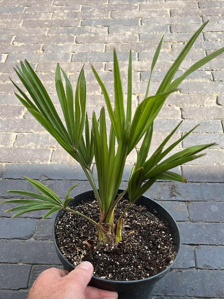 Trachycarpus fortunei eigen kweek, Tuin en Terras, Planten | Tuinplanten, Ophalen