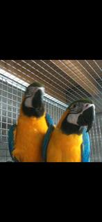 Couple ara ararauna, Animaux & Accessoires, Bagué