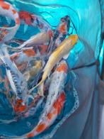 A kwaliteit koi karper 18-21cm