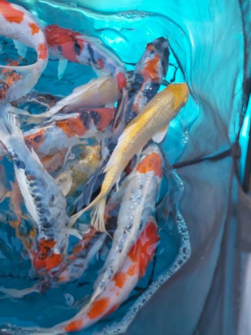 A kwaliteit koi karper 18-21cm, Dieren en Toebehoren, Vissen | Vijvervissen