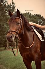 Knappe bwp c pony, Dieren en Toebehoren