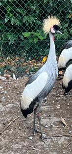kroonkraanvogel hen, Dieren en Toebehoren, Pluimvee, Vrouwelijk, Overige soorten