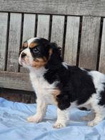 Cavalier King Charles Spaniël pups, Dieren en Toebehoren, Honden | Retrievers, Spaniëls en Waterhonden, België, Fokker | Hobbymatig