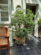 jadeboom, Huis en Inrichting, Kamerplanten, 100 tot 150 cm, Halfschaduw, In pot, Ophalen