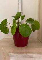 Pannekoekenplant 20 cm in pot, Ophalen