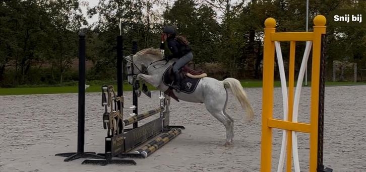 Competitieve B pony, Dieren en Toebehoren, Pony's, Ruin, B