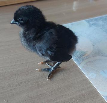 Broedeieren Ayam Cemani beschikbaar voor biedingen