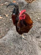 Gratis haan, Dieren en Toebehoren, Pluimvee, Mannelijk, Kip